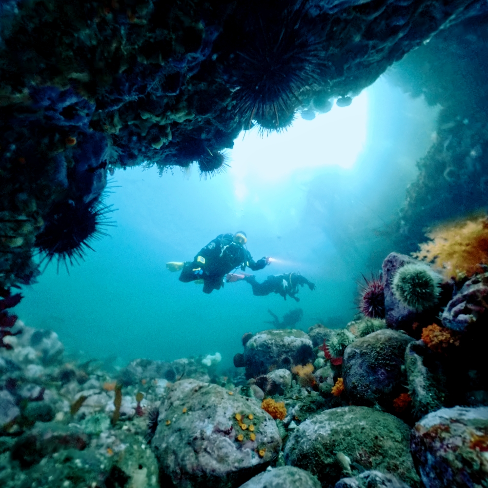 Scuba Videos